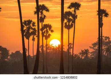 
Sunset at Palm tree