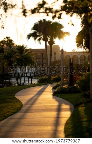 Sunset Palm Tree Path in Florida 
