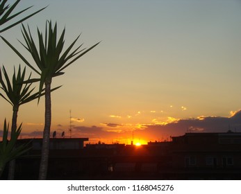 Sunset at the palm trees.