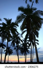sunset with palm trees