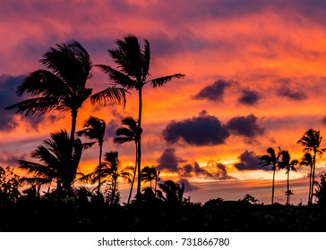 Sunset with Palm Trees
