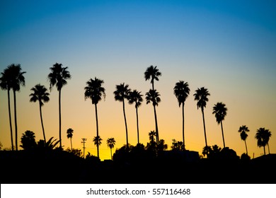 Sunset palm trees in Los Angeles, California