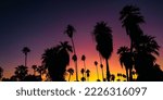 Sunset Palm Trees in silhouette against pink orange purple sky in downtown Phoenix, Arizona 