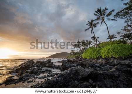Sunset and palms