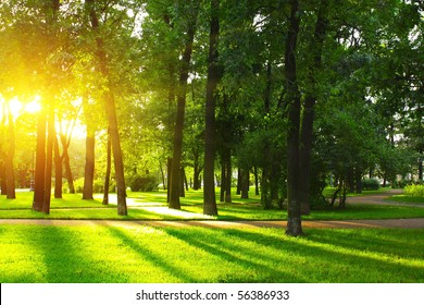 Sunset In Park With Trees And Green Grass