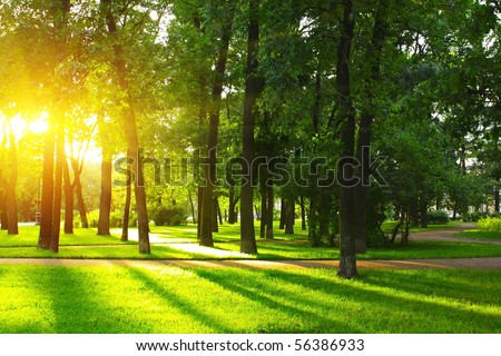 Sunset in park with trees and green grass