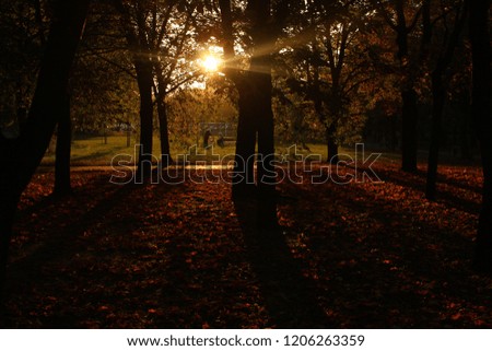 Herbstspaziergang mit Hund