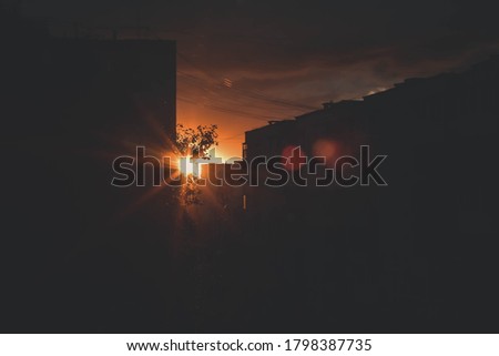Sunset passing through tree branches.