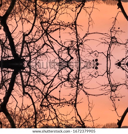 Sunset pattern of leaves ....simmetrical view of life