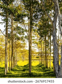 Sunset Peeking Through Lines of Trees