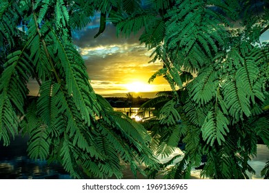 Sunset With Perfect Symmetry Between The Leaves