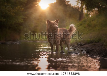 Sunset photography with brown dog and water. 