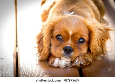 Sunset portrait of a King Charles Cavalier puppy.  This is a very loving and wonderful family pet. They love to play and cuddle and make you very happy.