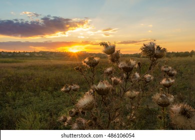 Sunset in the prairie