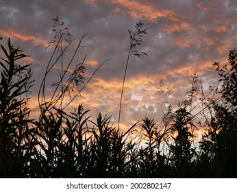 Sunset With Prairie Grass Silhouettes.