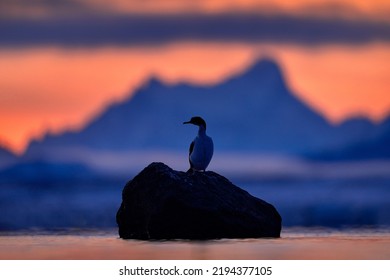 Sunset In Puerto Natales, Bird On The Black Rock In The Sea Water, Mountain In The Bacground. Imperial Shag With Open Bill. Detail Of Black And White Cormorant With Blue Eye, Patagonia In Chile.