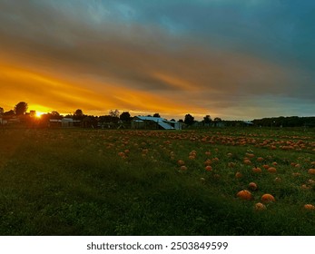 Sunset at a Pumpkin Patch