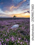 Sunset and purple at the Lone Tree on Egton Moor, North Yorkshire Moors National Park