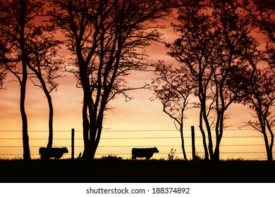 Sunset At Ranch and Angus cattle 