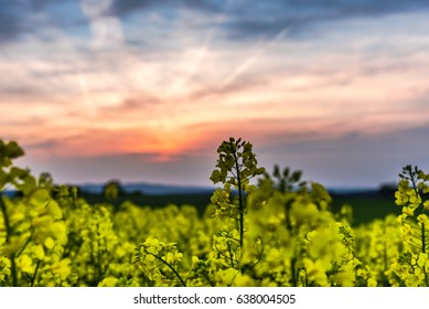 Sunset in the rape field