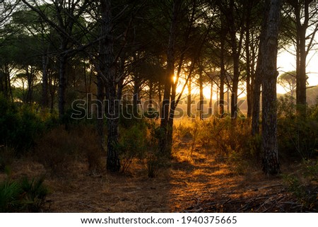 The sunset rays filter through the tops of the pines (Pinus pinea) creating a beautiful play of golden lights. (Huelva, Spain)