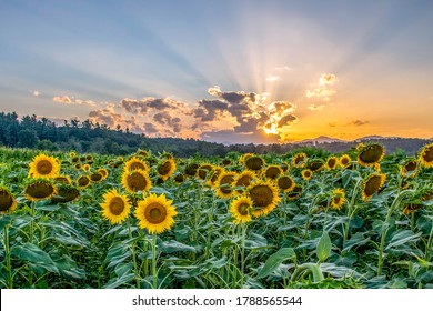 Sunset rays over a field of sunflowers