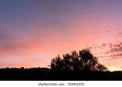 sunset with red and violet sky and tree