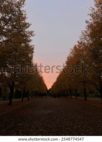 Sunset in regents park, trees casting orange and red hues 