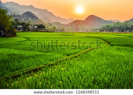 Sunset Rice Field 
