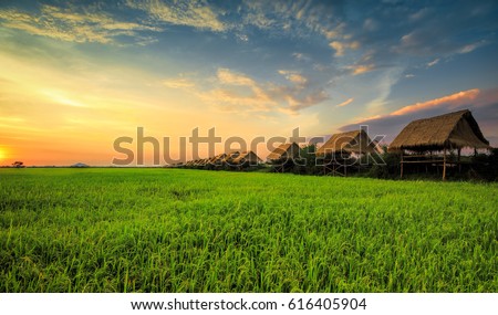 Sunset at Rice Field, Siem Reap
