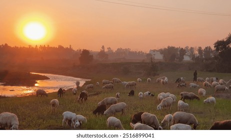 Sunset, river, grazing sheep, countryside. - Powered by Shutterstock