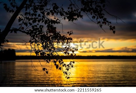 Sunset river view. Tree branches on the background of a river sunset