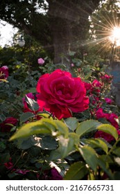 Sunset Rose... Blooming rose, Beaming sun rays, Enchanting moment

Size 2x3 (5x7,5 cm)
4000 x 6000
300 dpi