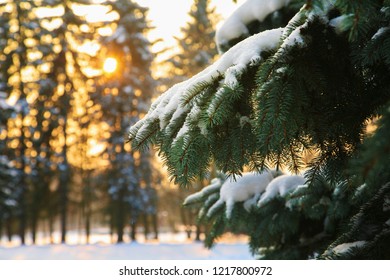 Sunset  in  Russia. Spruce, snow on  branches