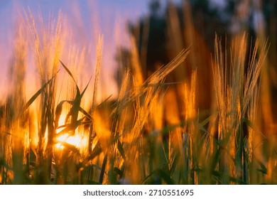 sunset in a rye field, view from below through the ears of grain