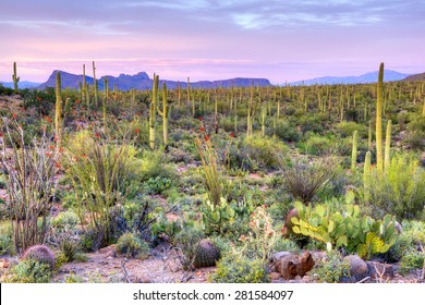 Sunset in Saguaro National Park near Tucson, Arizona.