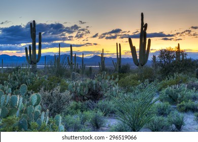 Sunset In Saguaro National Park Near Tucson, Arizona.