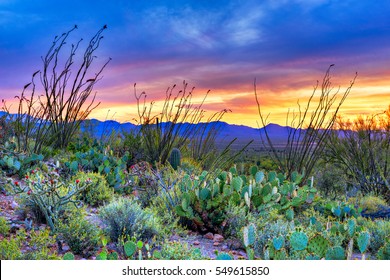 Sunset In Saguaro National Park Near Tucson, Arizona.