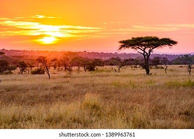 Sunset in savannah of Africa with acacia trees, Safari in Serengeti of Tanzania - Powered by Shutterstock