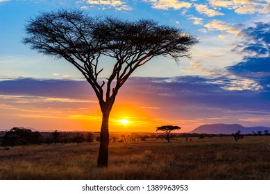 Sunset Savannah Africa Acacia Trees Safari Stock Photo 1389963953 ...