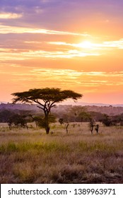 Pôr do sol na savana da África com acácias, Safari em Serengeti da Tanzânia