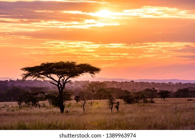 Pôr do sol na savana da África com acácias, Safari em Serengeti da Tanzânia