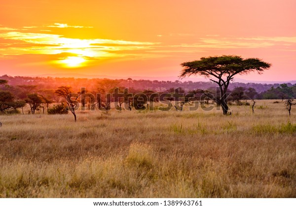 Sunset in savannah of Africa with acacia trees,\
Safari in Serengeti of\
Tanzania