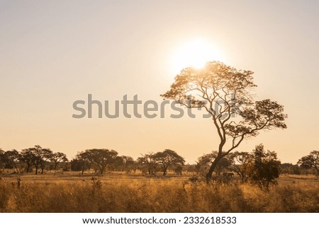 Sunset in savannah of Africa with a tree, Safari in Zimbabwe