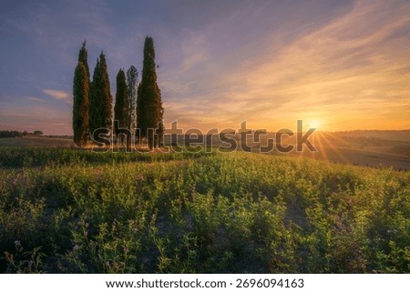 Sunset scene featuring a group of iconic cypress trees standing in a flowering meadow in the beautiful Tuscan countryside near Bibbona, Italy