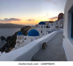 Sunset, Sea, And Beautiful Buildings With A Cat Photo Bombing The Shot On The Walkway In Santorini, Greece.