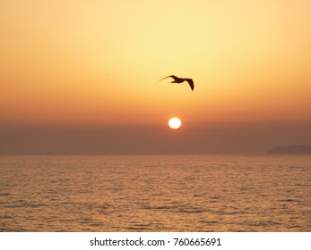 Sunset Seagull Silouette