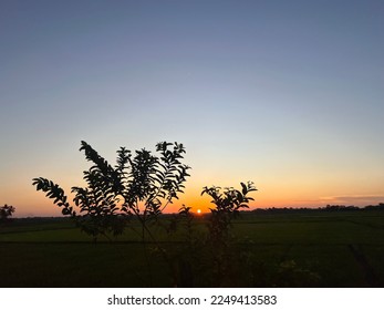 sunset seen between the tree branches