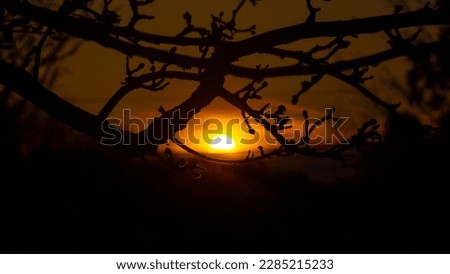 Sunset seen through the gap in between the tree branches