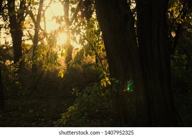Sunset as seen through the trees